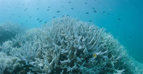 Future Magic: Innovations in RooF Restoration for the Great Barrier Reef